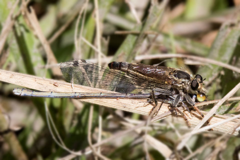 Robber Fly (Bathypogon nigrinus) (Bathypogon nigrinus)
